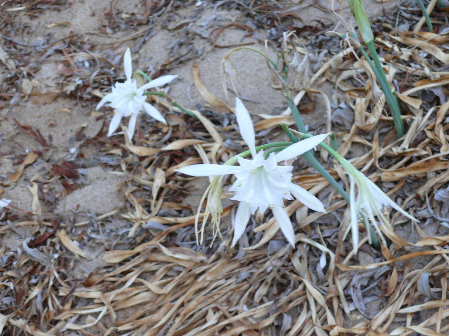 strandnarzisse:pancratium maritimum, auch sea daffodil im naturpark selinunte / sizilien ,sept.2012