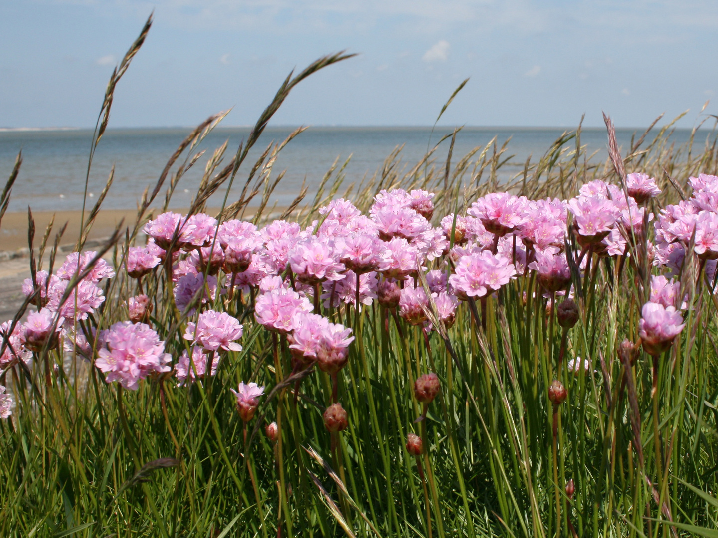 Strandnelken