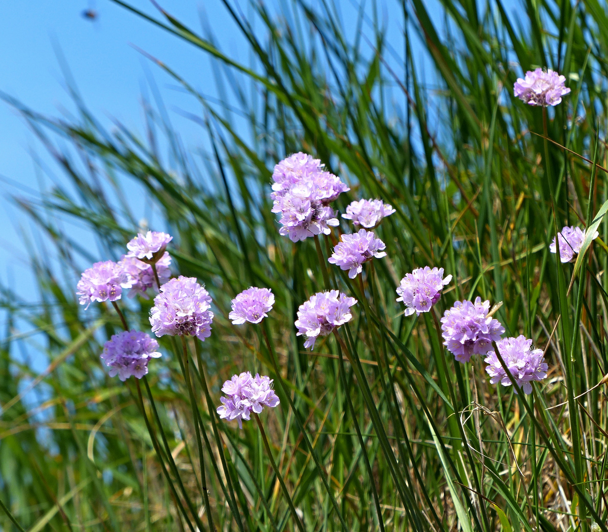 Strandnelken