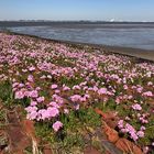 Strandnelken so weit das Auge reicht