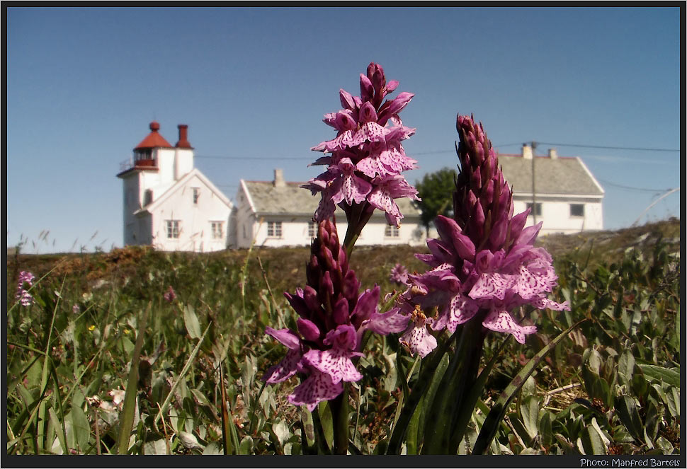 Strandorchidee...