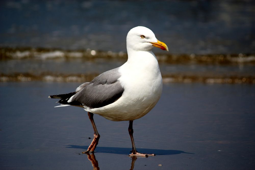 Strandpatroille