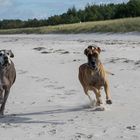 Strandpatrouille