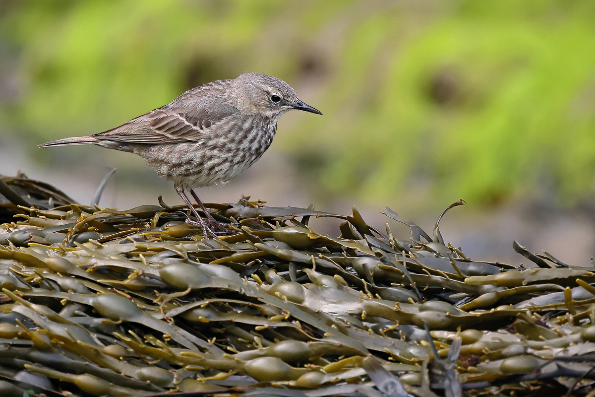 Strandpieper