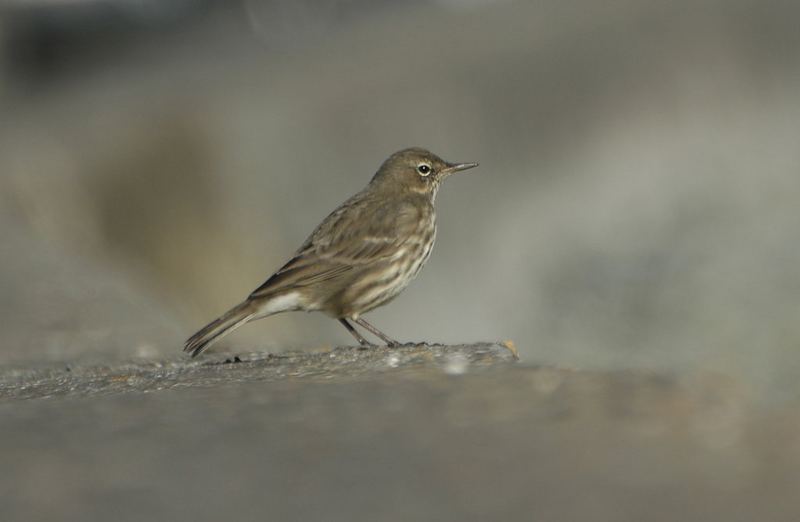 Strandpieper