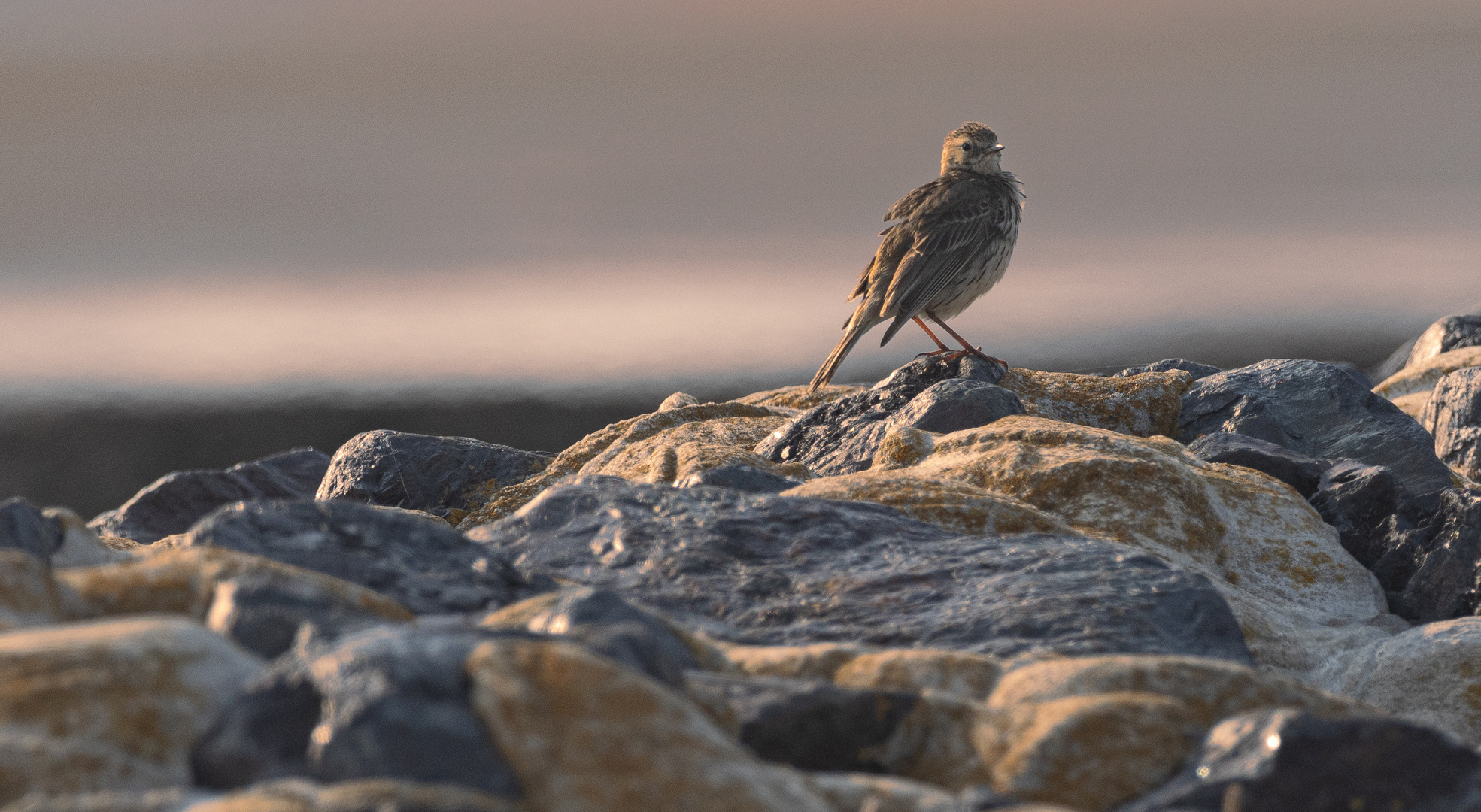 Strandpieper im Abendlicht