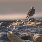 Strandpieper im Abendlicht