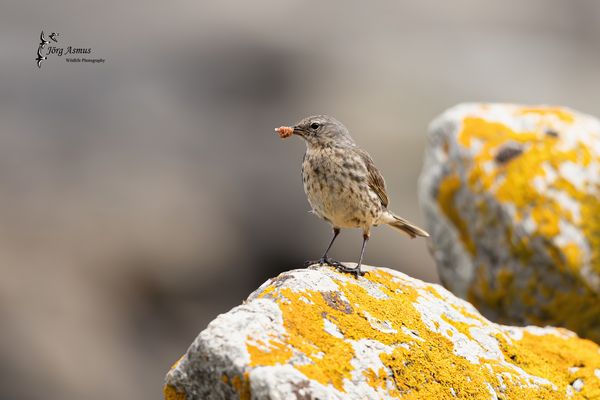 Strandpieper // Norwegen