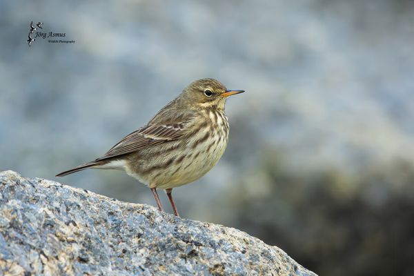 Strandpieper // Öland