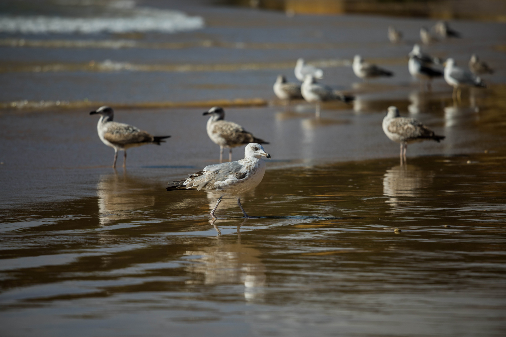 Strandräuber