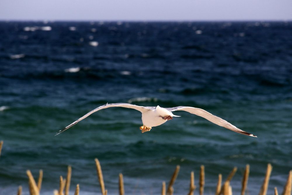 Strandräuber