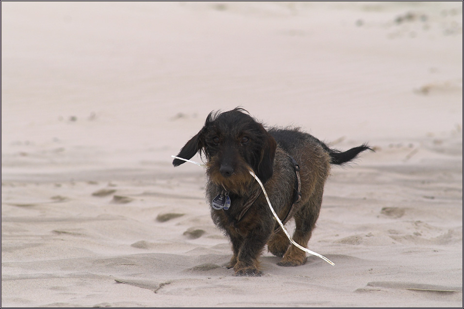 Strandräuber