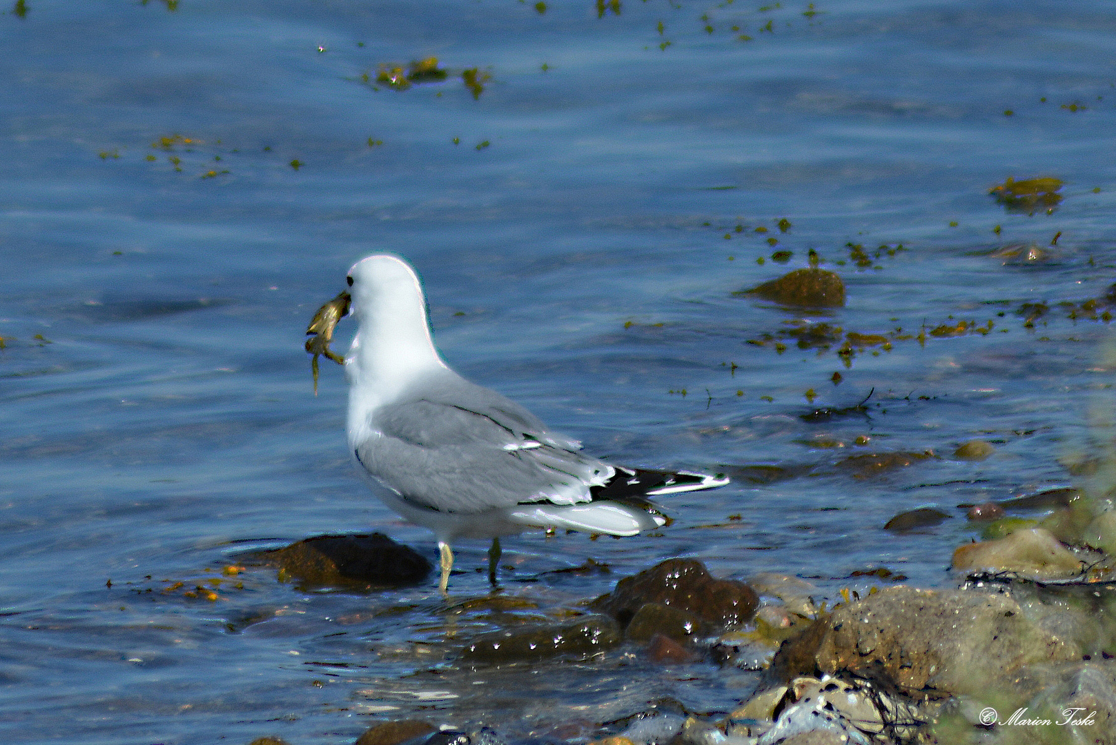 Strandräuber