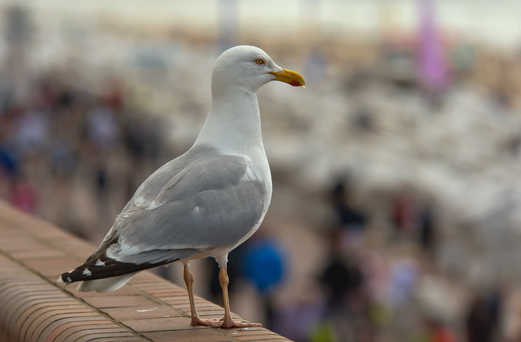 Strandräuber