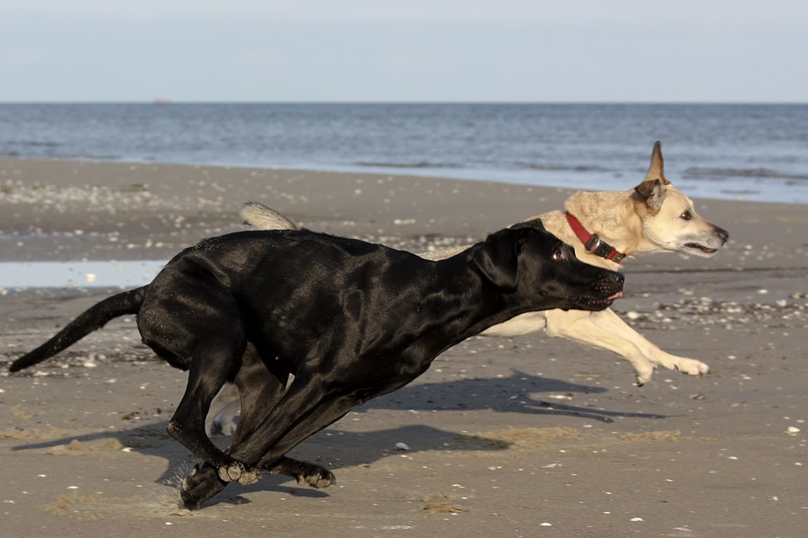 Strandrennen