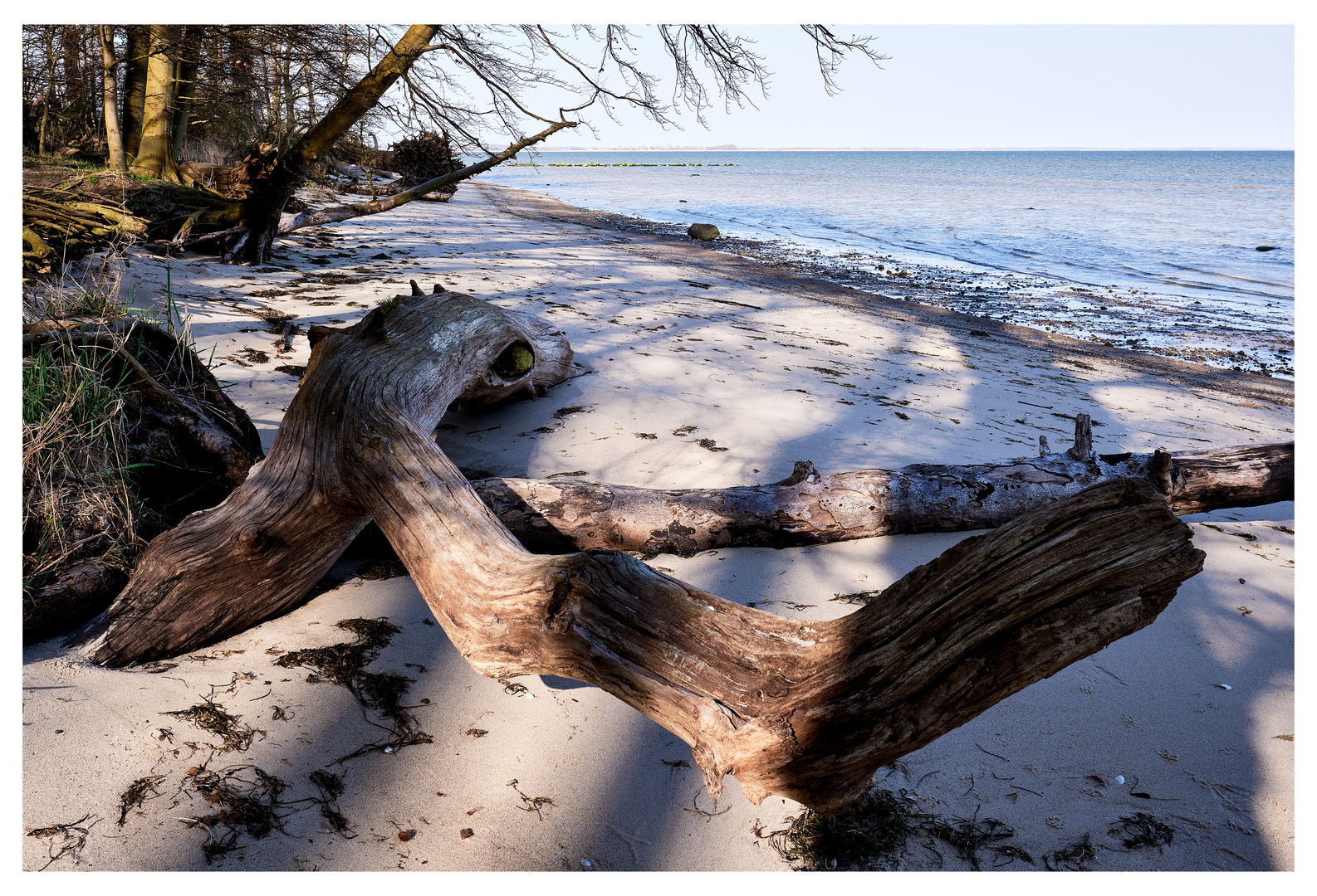 Strandrobbe