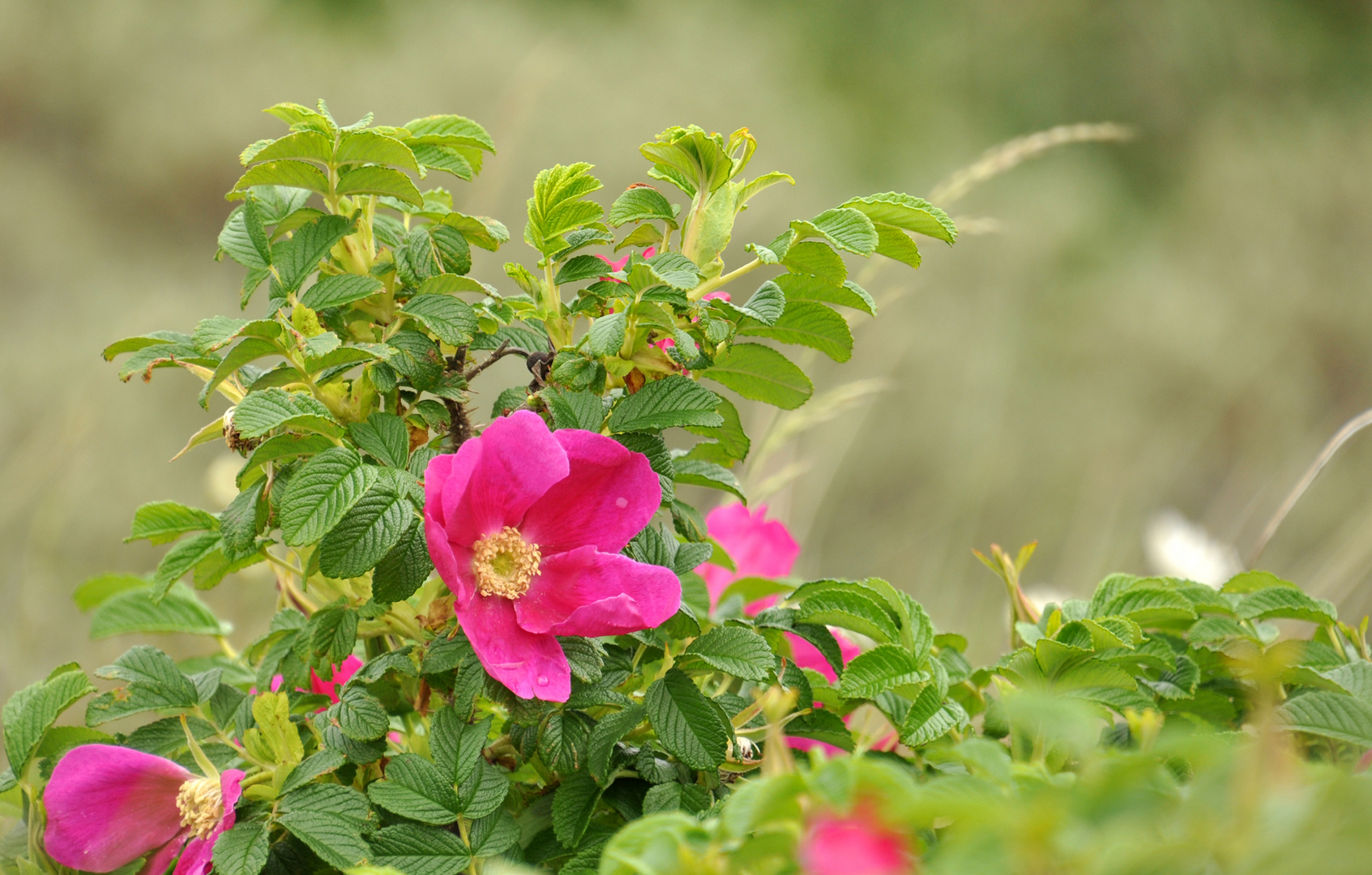 Strandrose