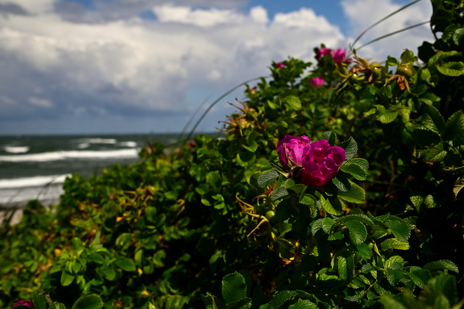 Strandrose