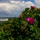 Strandrose