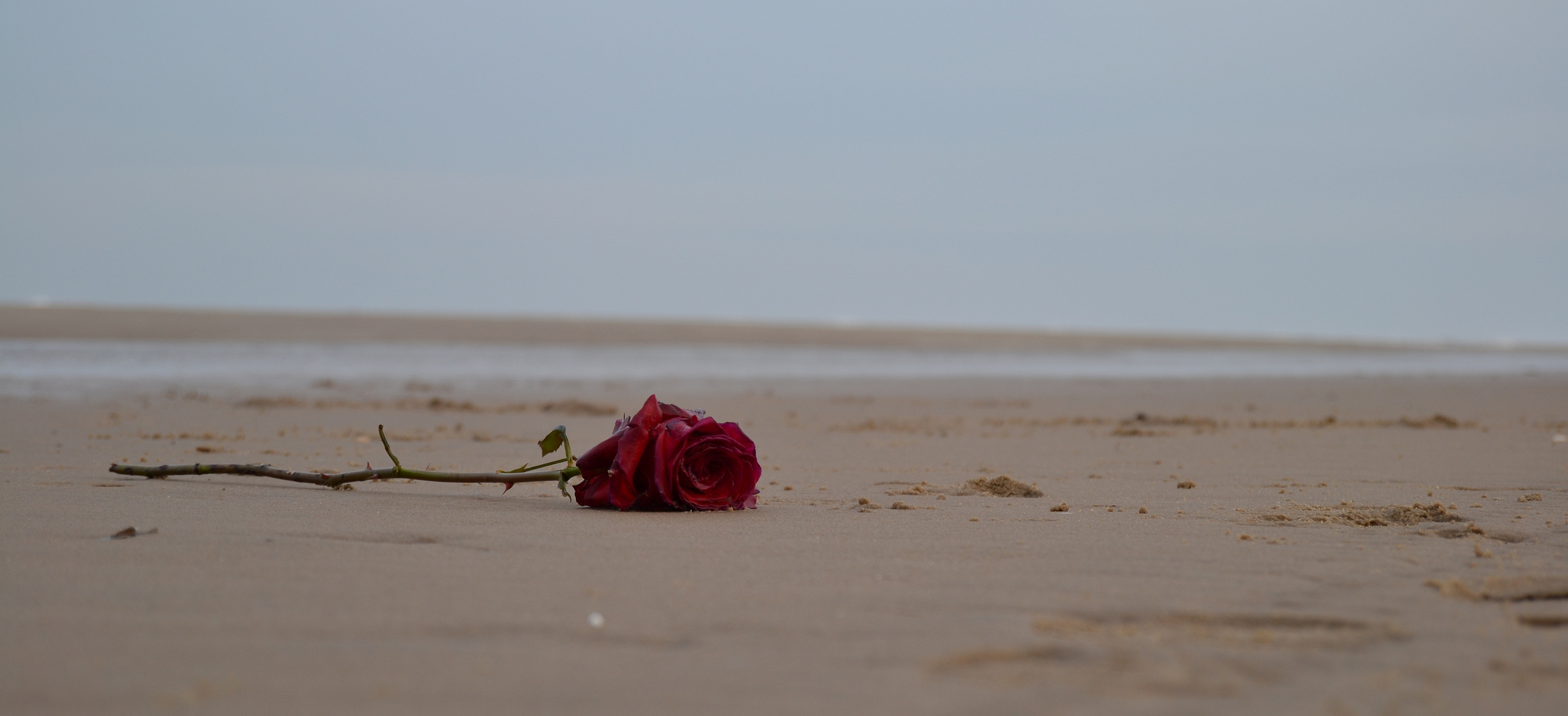 Strandrose am Morgen