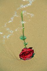 Strandrose....................