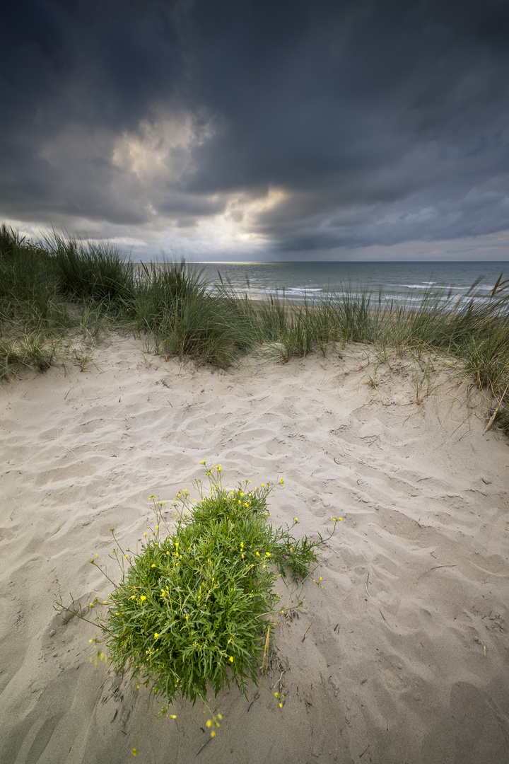 Strandrucola