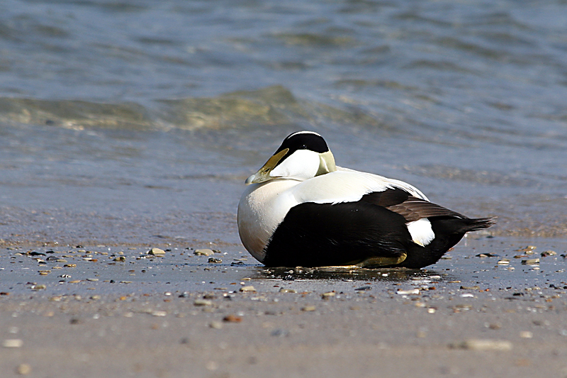 Strandschlaf