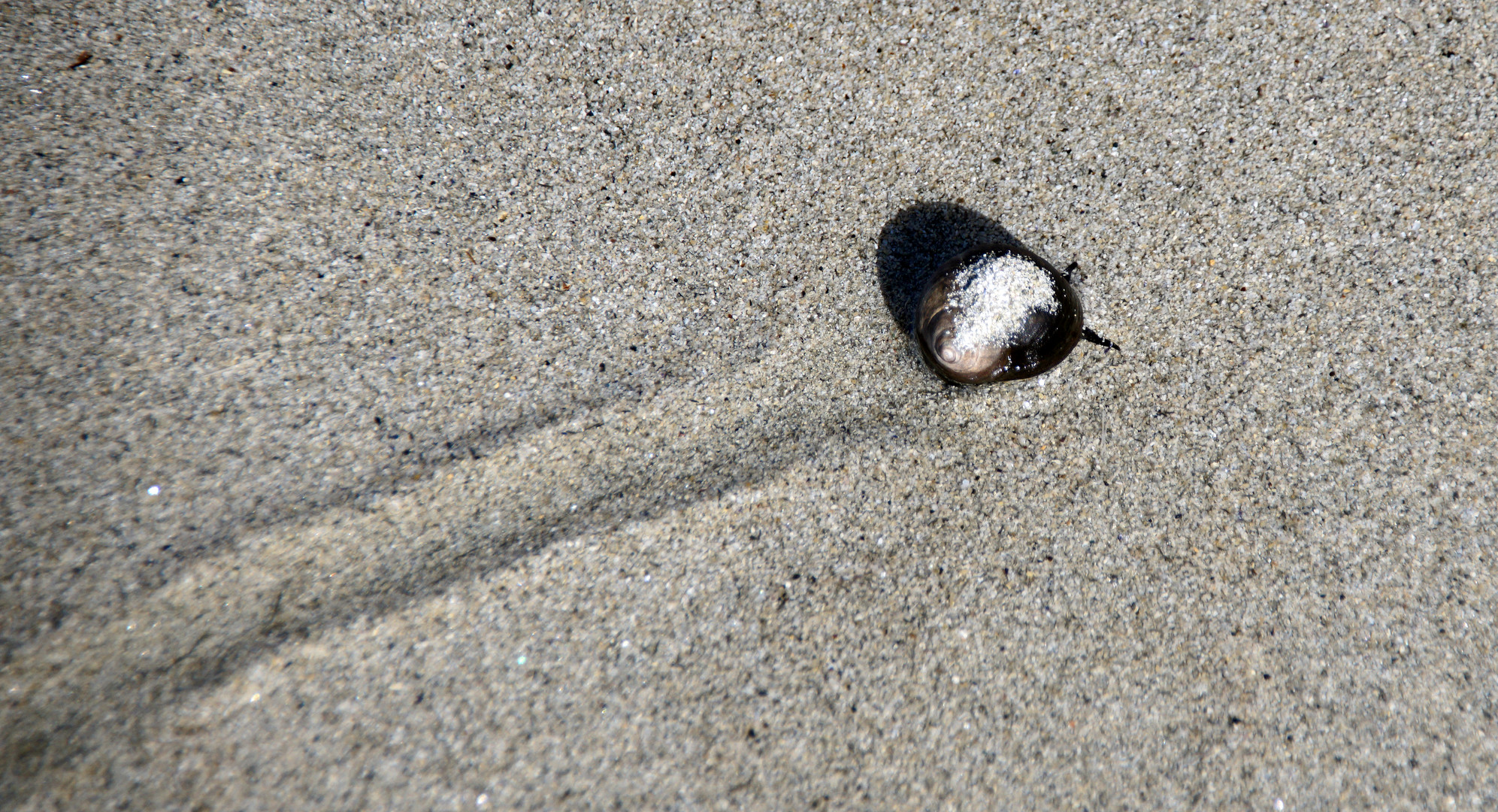 Strandschnecke 1