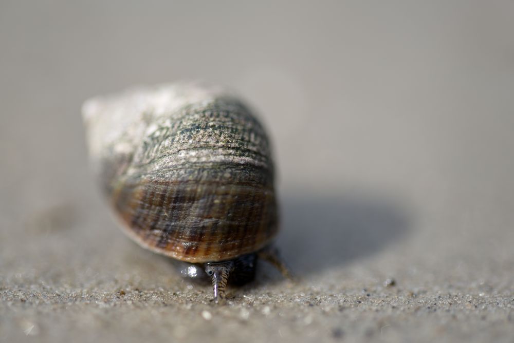 Strandschnecke Foto & Bild tiere, wildlife, schnecken & muscheln