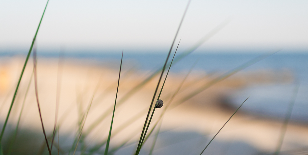 Strandschnecke