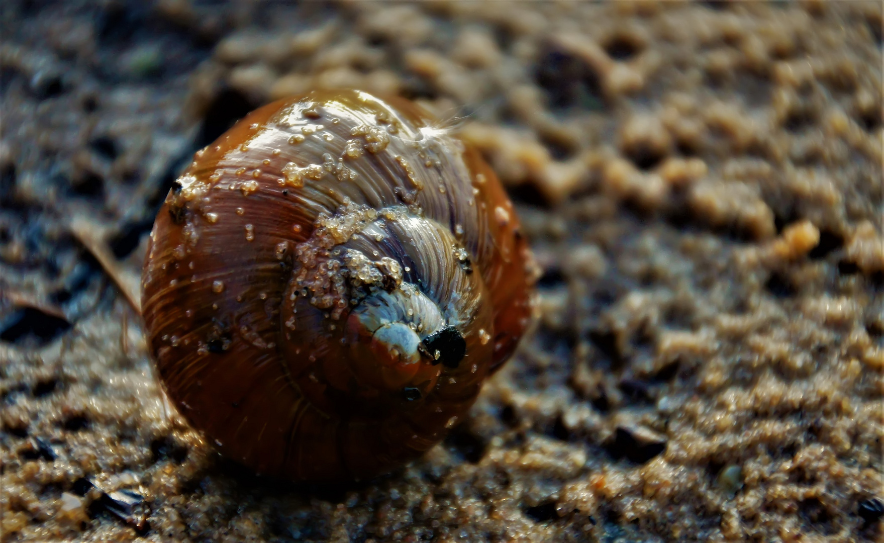 Strandschnecke