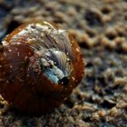 Strandschnecke