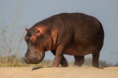 strandschönheit