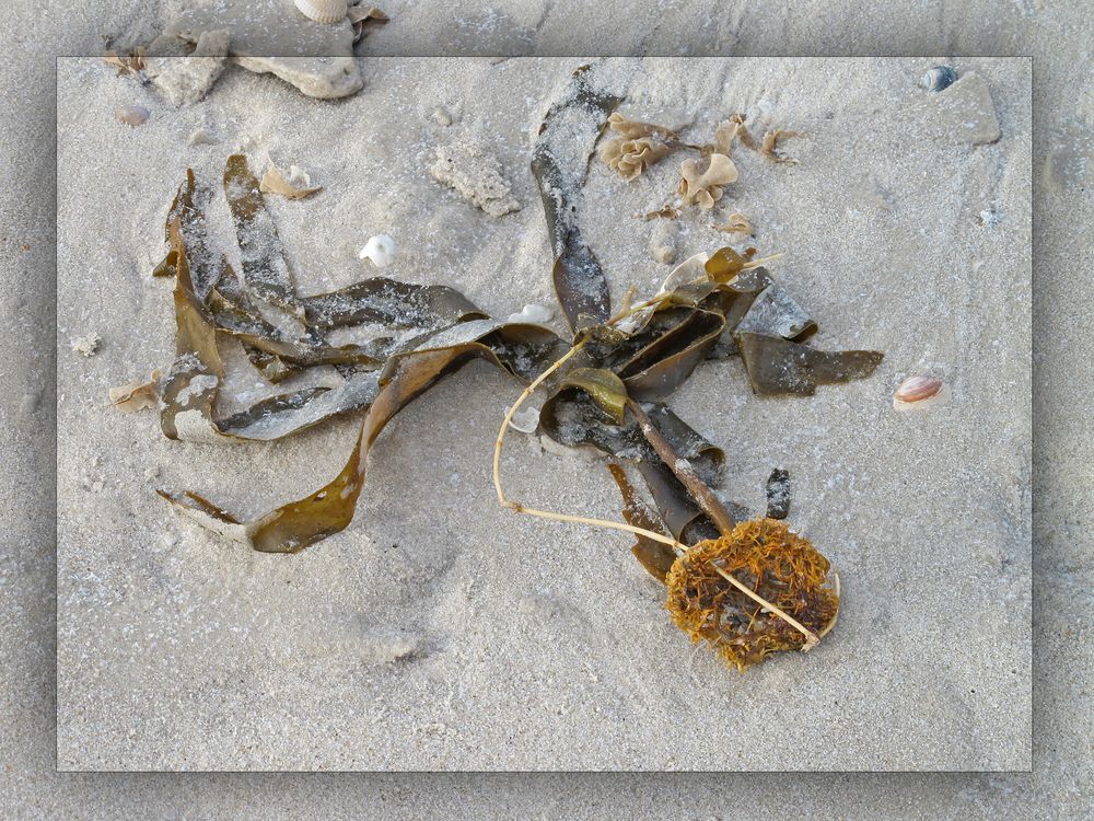 Strandschönheit