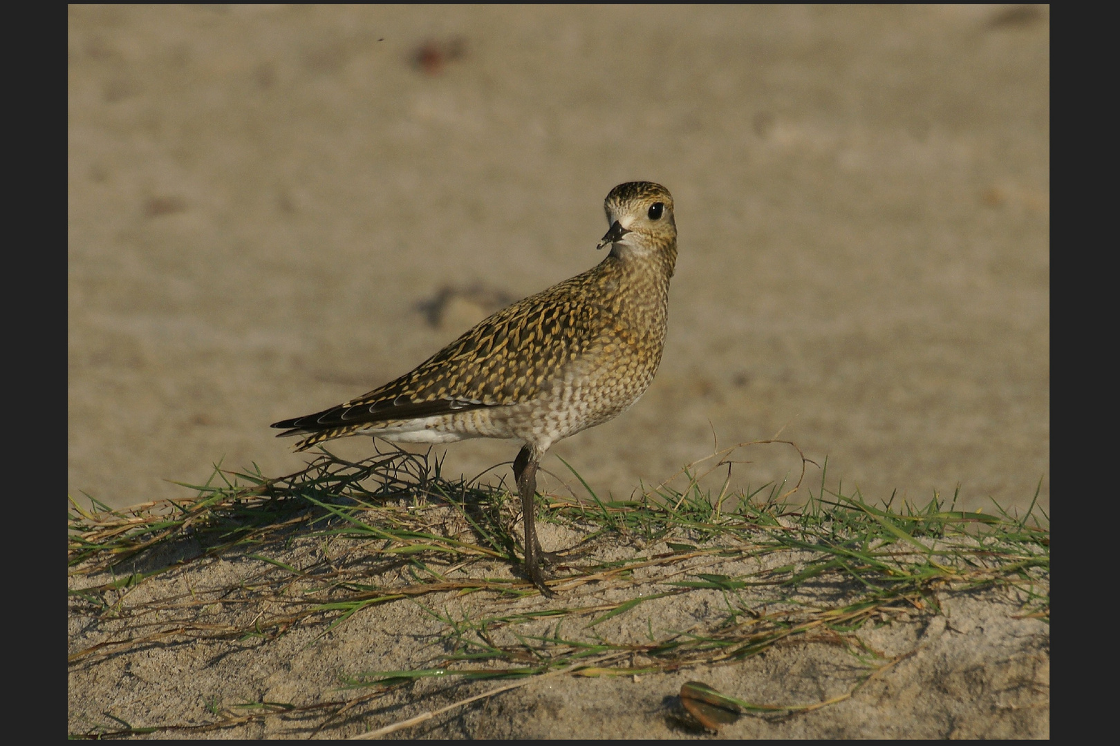 Strandschönheit