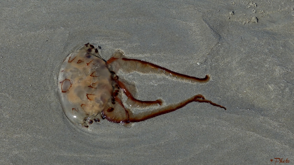 Strandschönheit