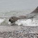 Strandschnheit