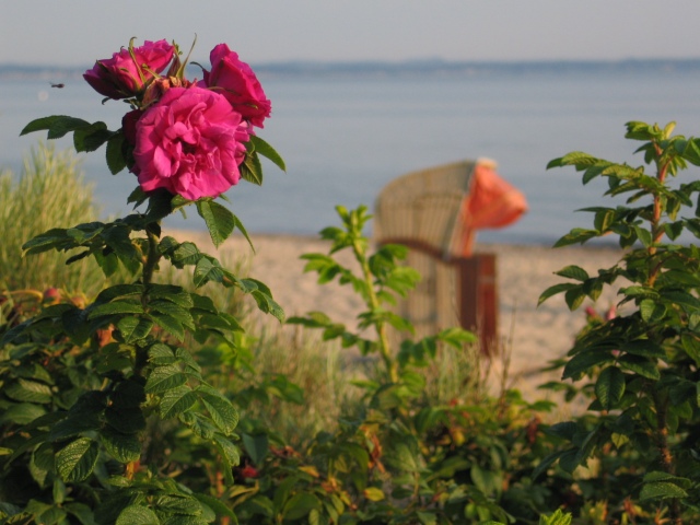 Strandschönheit