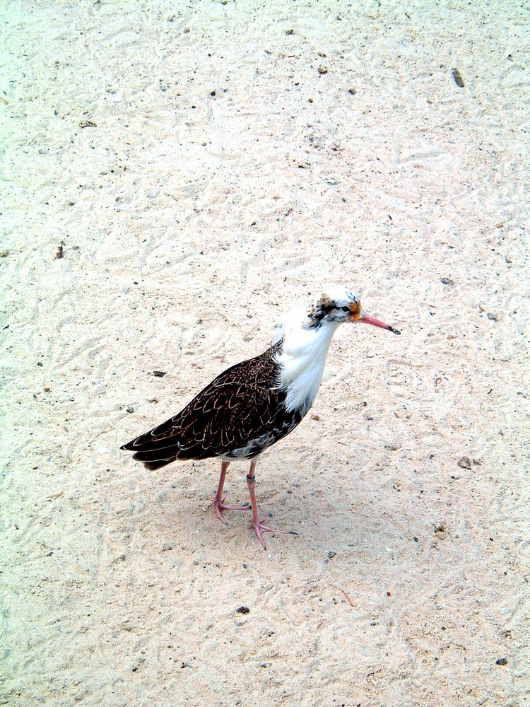 Strandschönheit