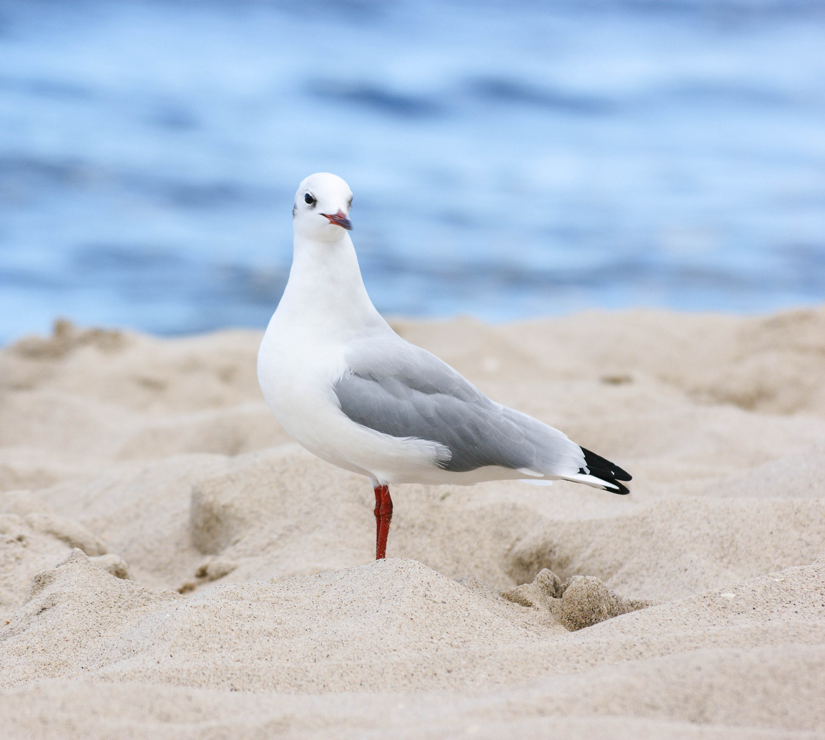 Strandschönheit