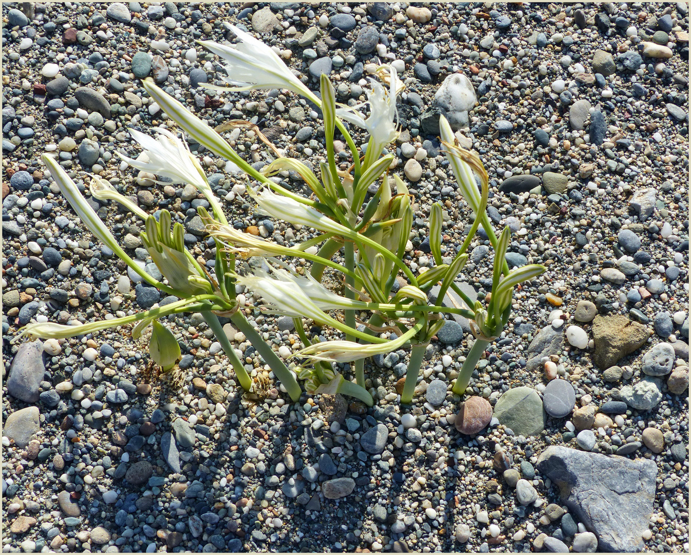 StrandSchönheit