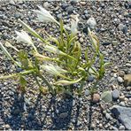 StrandSchönheit