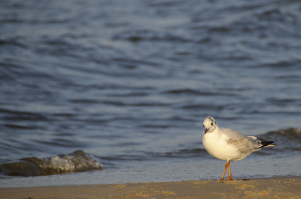 Strandschönheit