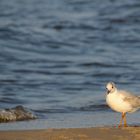 Strandschönheit