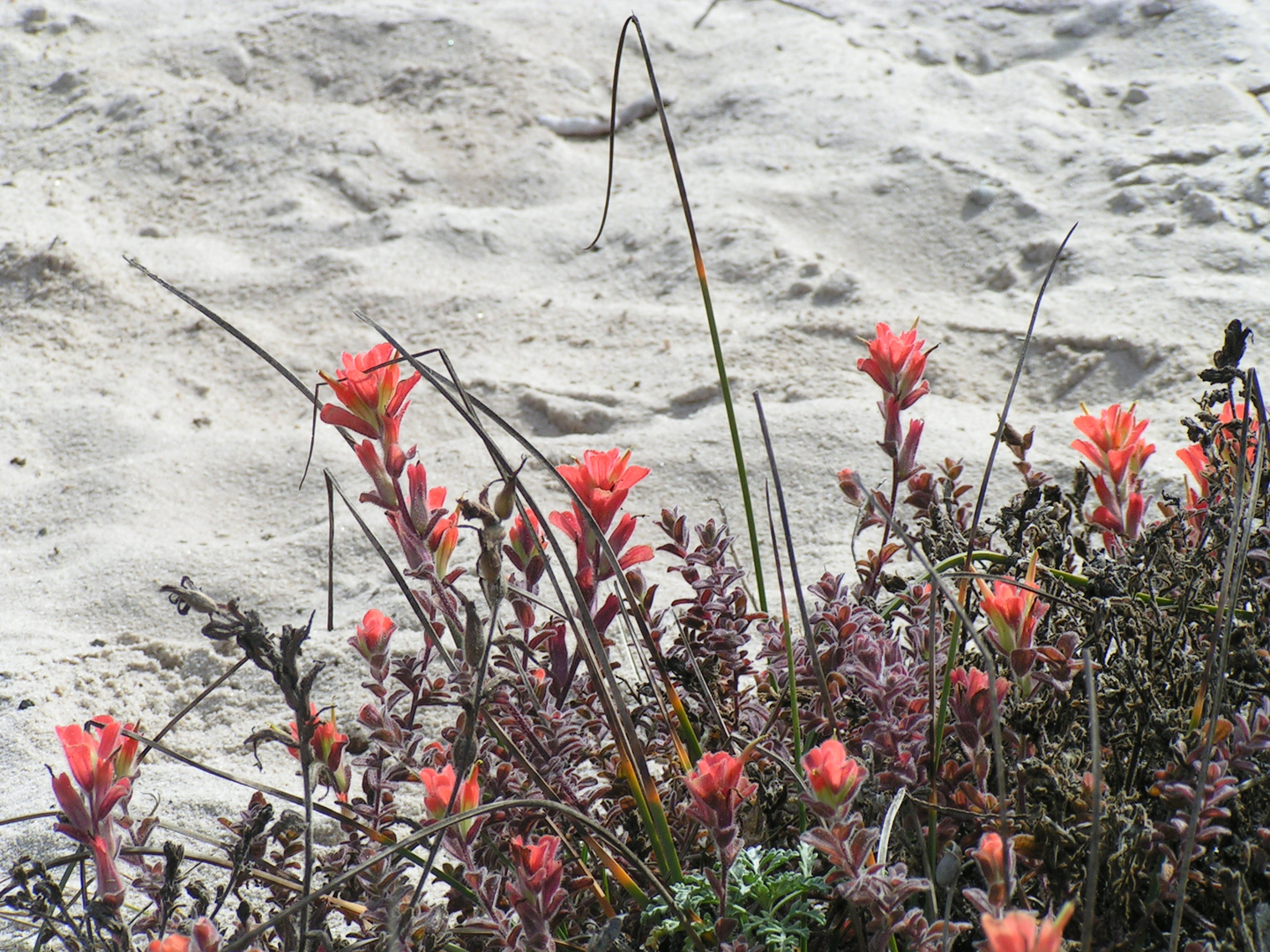 Strandschönheiten