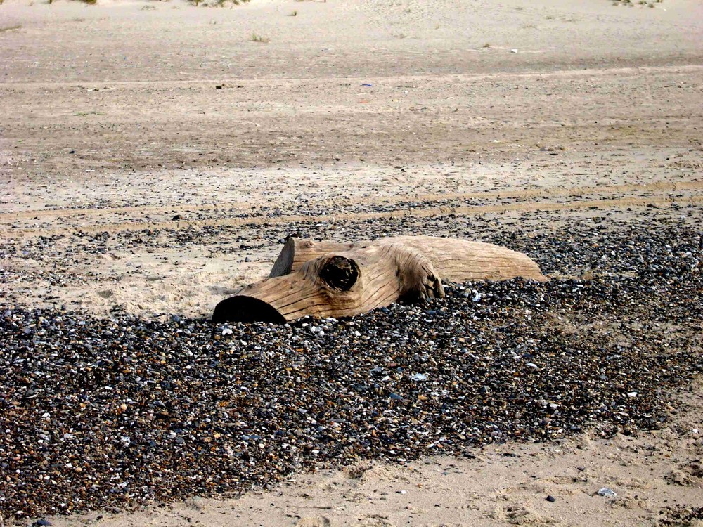 Strandschwein