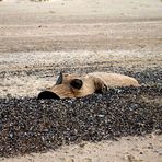 Strandschwein