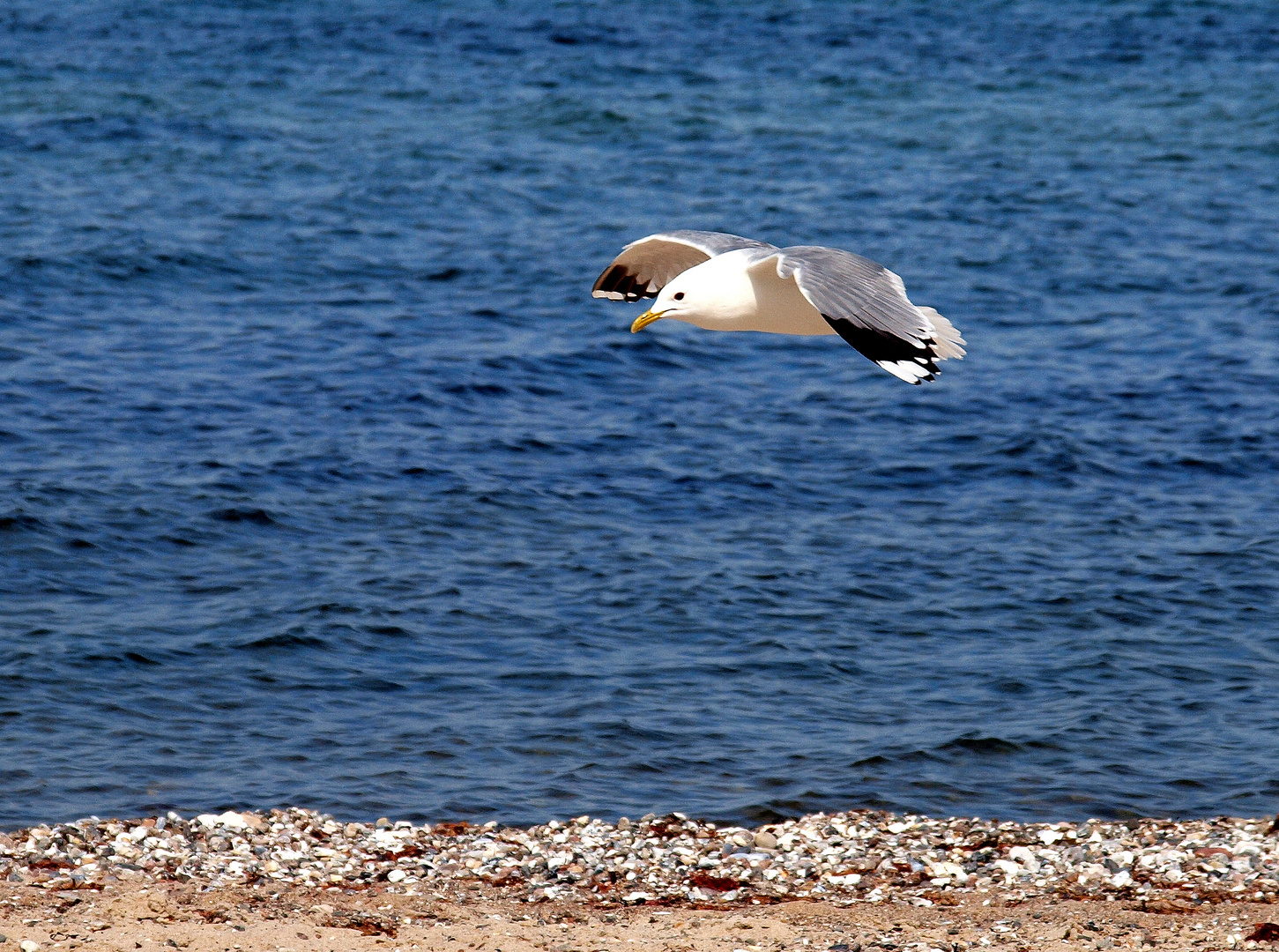 Strandsegler