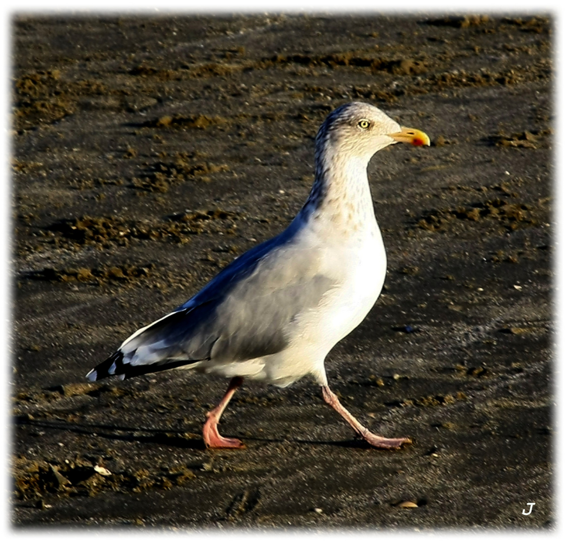 StrandSpaziegang