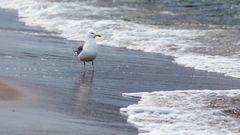 Strandspaziergänger (1)